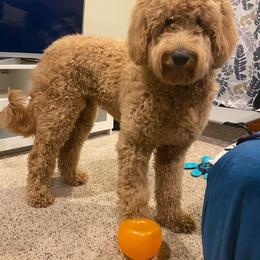 Goldendoodle All Grown Up from Island 7 Goldendoodles