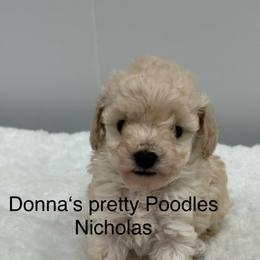 Nicholas - White male Poodle puppy in Vilonia, Arkansas from Donna’s Pretty Poodles
