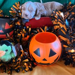 Carmine - Red male Cockapoo puppy in Holton, Indiana from MoonShine Babies / OZ