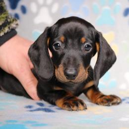 Charlie (Tail Black and Tan Male) - Black and tan male Dachshund puppy in Red Bud, Illinois from Midwest Miniature Dachshunds