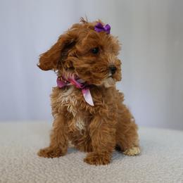 Nova - Red female Cavapoo puppy in Apopka, Florida from Rae Precious Puppies