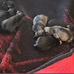 Male 2 - Salt and pepper male Miniature Schnauzer puppy in Chino, California from So Cal Schnauzer