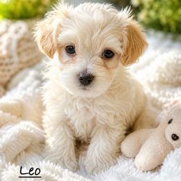 Leo - Cream male Maltipoo puppy in Traverse City, Michigan from Riyem Wildflower Farms