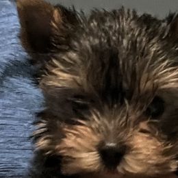 Yorkshire Terriers from Yvette Copeland's Yorkshire Terriers