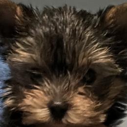 Yorkshire Terriers from Yvette Copeland's Yorkshire Terriers