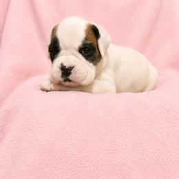 Zippora - White female Boxer puppy in Leland, North Carolina from Ocean Breeze Boxers