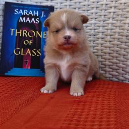 Rowan - Red and white male Pomsky puppy in Sumter, South Carolina from Emerald Skies Pomskies