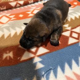 German Shepherd Puppies from Smithcoshepherds