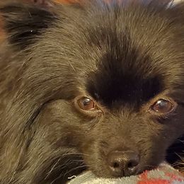 Pomeranians and Shetland Sheepdogs from Hall's Precious Babies