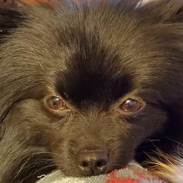 Pomeranians and Shetland Sheepdogs from Hall's Precious Babies