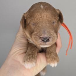Arrow - Red  male Goldendoodle puppy in Harlem, Georgia from Ivey's Poodles & Doodles