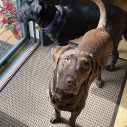 Labrador Retrievers from Marshview Labs