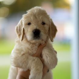 Dalia (pastel green) - Cream female Goldendoodle puppy in Portsmouth, Virginia from Hopping Howlers Ranch