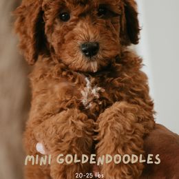 Goldendoodle Puppies from Real Doodles of OC