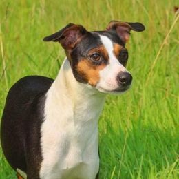 Daisy - Rat Terrier