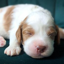 Shiloh - Chocolate male Cavapoo puppy in San Diego, California from WW Cavapoos