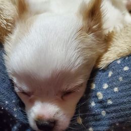 Boy 1 - White male Chihuahua puppy in Oklahoma City, Oklahoma from Teacup Chihuahuas and Friends