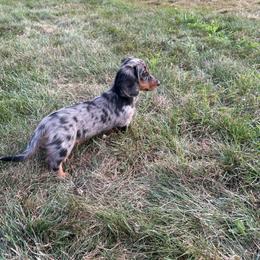 Dani - Dapple female Dachshund puppy in Fredericksburg, Ohio from William's Dachshunds