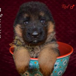 Red - Black and red male German Shepherd puppy in Orlando, Florida from AceHaven Canines