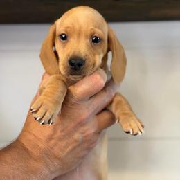 Jackson - Red male Dachshund puppy in Farmington, Minnesota from Half Pint Doxies