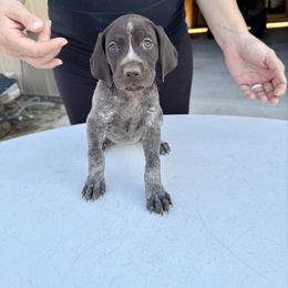 Maggie - Liver roan female German Shorthaired Pointer puppy in Glennville, Georgia from Andre Family Farms & Kennels