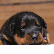 Arlette - Black and rust Beauceron puppy in Rockwall, Texas from Elitehaus