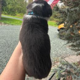 American Corgi Puppies from Patriot American Corgi