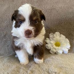 Blaze - Red & white male Miniature Australian Shepherd puppy in Oroville, Washington from High Mountain Aussies