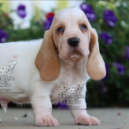 Netflix - Lemon and white male Basset Hound puppy in Pollock, Missouri from Northstar