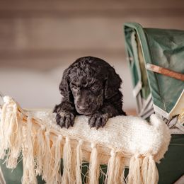Poodle Puppies from Setting the Standard Poodles