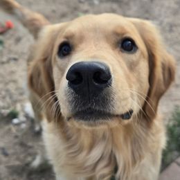 Golden Retriever puppies from Sycamore Goldens