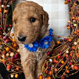 Cheer Bear - Apricot female Goldendoodle puppy in Camden, North Carolina from Oopsie Doodles of NC