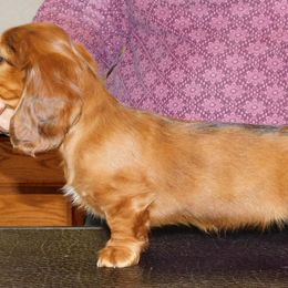Dachshund Puppies from Dandydox Dachshunds