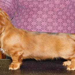 Dachshund Puppies from Dandydox Dachshunds