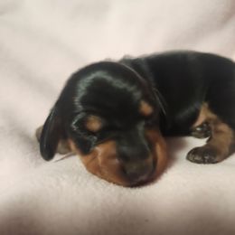 Voyager - Black and tan female Dachshund puppy in Delano, Tennessee from Walker Ranch Danes & Dachshunds