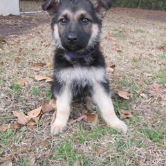 German Shepherd Puppies from Guardian Breeders