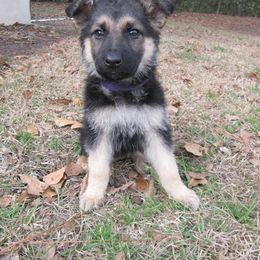 German Shepherd Puppies from Guardian Breeders