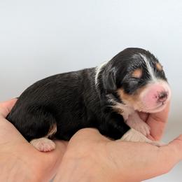 Star - Black tri-color female Aussiedoodle puppy in New Durham, New Hampshire from Ridgeview Aussiedoodles