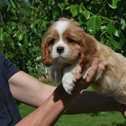 Cavalier King Charles Spaniel Puppies from Halloweentown cavaliers