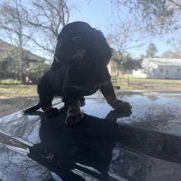 Black tan female - Black and tan female Dachshund puppy in Lufkin, Texas from Dixie Chic Frenchies & Dachshunds