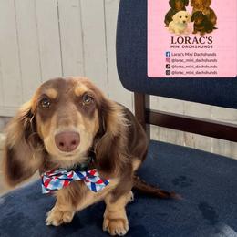 MAX - Dachshund