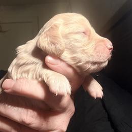 Luna - Cream female Dachshund puppy in South Fulton, Tennessee from Stiles' Mini Doxies