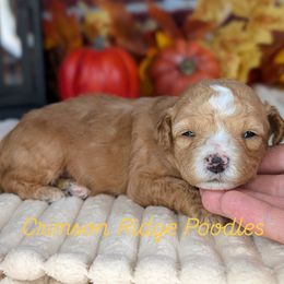 Yellow Girl - Apricot female Poodle puppy in St George, Utah from Crimson Ridge Poodles