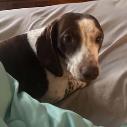 Deliliah - Dachshund