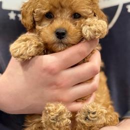 Poodle Puppies from KC Poodles of PA