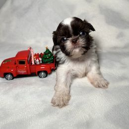Dixie - Chocolate female Shih Tzu puppy in California from Fairy Tails Shih Tzus CA