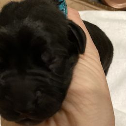 Girl 6 - Great Dane puppy in Dundee, Michigan from Weslow AKC Danes