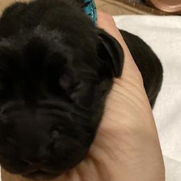 Girl 6 - Great Dane puppy in Dundee, Michigan from Weslow AKC Danes