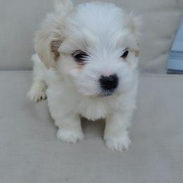 Noah - White male Maltese puppy in Chambersburg, Pennsylvania from Vazquez Maltese