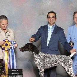 German Shorthaired Pointers from Concordia